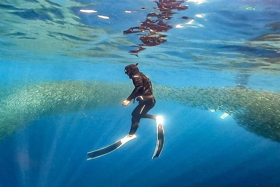 롯데관광 단독행사 보홀 5일